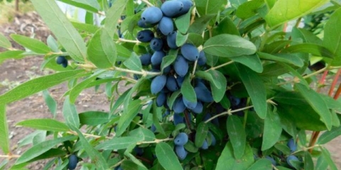 Kubični cirkonij orlovi nokti: opis sorte, fotografije i recenzije